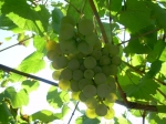 Albariño