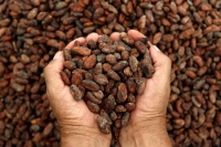 TALLER DE CACAO Y VINOS DULCES DEL MUNDO